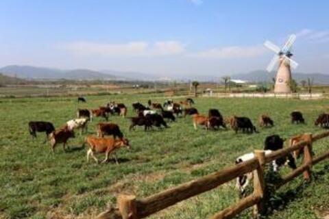 Thấy gì từ trang trại bò sữa Organic đầu tiên tại Việt Nam?